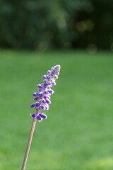 Lavender close up in front of green grass