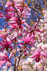 Beautiful pink magnolia flowers on tree. Magnolia blooms in spring garden Blooming magnolia, tulip tree. Magnolia Sulanjana close-up spring background Close-up of beautiful flower First spring flowers - 781947363