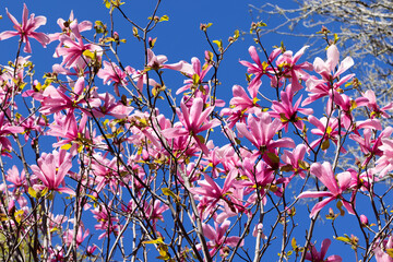 Beautiful pink magnolia flowers on tree. Magnolia blooms in spring garden Blooming magnolia, tulip tree. Magnolia Sulanjana close-up spring background Close-up of beautiful flower First spring flowers - 781947369