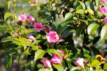 Beautiful camellia flower on tree. The Expo 70 Commemorative Park, Osaka, Japan