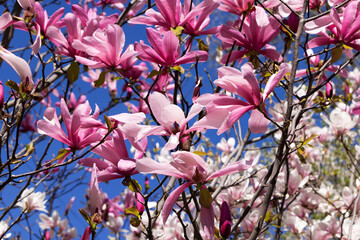 Beautiful pink magnolia flowers on tree. Magnolia blooms in spring garden Blooming magnolia, tulip tree. Magnolia Sulanjana close-up spring background Close-up of beautiful flower First spring flowers - 781947530