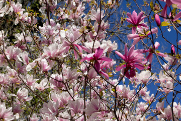 Beautiful pink magnolia flowers on tree. Magnolia blooms in spring garden Blooming magnolia, tulip tree. Magnolia Sulanjana close-up spring background Close-up of beautiful flower First spring flowers - 781947546