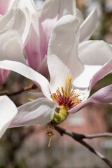 Beautiful pink magnolia flowers on tree. Magnolia blooms in spring garden Blooming magnolia, tulip tree. Magnolia Sulanjana close-up spring background Close-up of beautiful flower First spring flowers - 781947583
