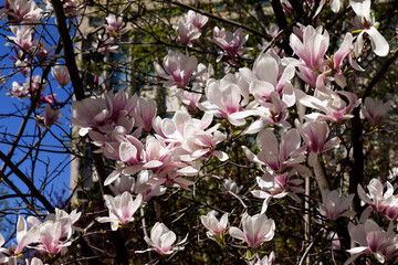 Beautiful pink magnolia flowers on tree. Magnolia blooms in spring garden Blooming magnolia, tulip tree. Magnolia Sulanjana close-up spring background Close-up of beautiful flower First spring flowers - 781947586