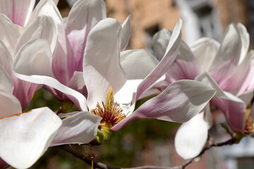 Beautiful pink magnolia flowers on tree. Magnolia blooms in spring garden Blooming magnolia, tulip tree. Magnolia Sulanjana close-up spring background Close-up of beautiful flower First spring flowers - 781947724