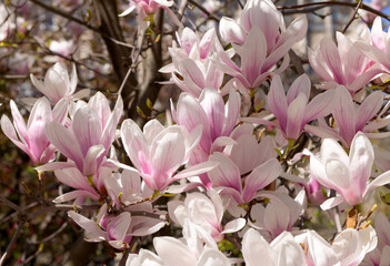 Beautiful pink magnolia flowers on tree. Magnolia blooms in spring garden Blooming magnolia, tulip tree. Magnolia Sulanjana close-up spring background Close-up of beautiful flower First spring flowers - 781947955