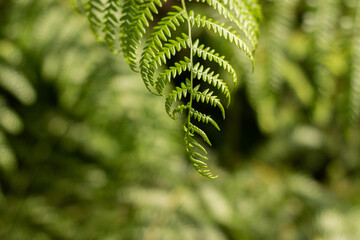 Green fern leaf. Close up view from above, highlighting its beauty and natural features