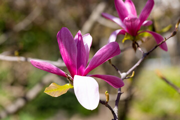 Beautiful pink magnolia flowers on tree. Magnolia blooms in spring garden Blooming magnolia, tulip tree. Magnolia Sulanjana close-up spring background Close-up of beautiful flower First spring flowers - 781948146