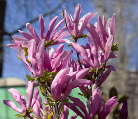 Beautiful pink magnolia flowers on tree. Magnolia blooms in spring garden Blooming magnolia, tulip tree. Magnolia Sulanjana close-up spring background Close-up of beautiful flower First spring flowers - 781948364