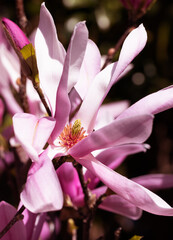 Beautiful pink magnolia flowers on tree. Magnolia blooms in spring garden Blooming magnolia, tulip tree. Magnolia Sulanjana close-up spring background Close-up of beautiful flower First spring flowers - 781948503