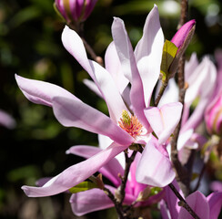 Beautiful pink magnolia flowers on tree. Magnolia blooms in spring garden Blooming magnolia, tulip tree. Magnolia Sulanjana close-up spring background Close-up of beautiful flower First spring flowers - 781948570