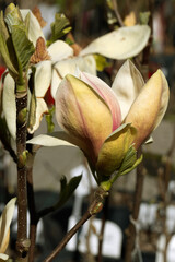 Beautiful pink magnolia flowers on tree. Magnolia blooms in spring garden Blooming magnolia, tulip tree. Magnolia Sulanjana close-up spring background Close-up of beautiful flower First spring flowers - 781948791