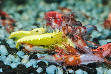 Vibrant Crystal Shrimp in an aquatic haven