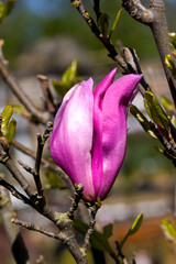 Beautiful pink magnolia flowers on tree. Magnolia blooms in spring garden Blooming magnolia, tulip tree. Magnolia Sulanjana close-up spring background Close-up of beautiful flower First spring flowers - 781948965
