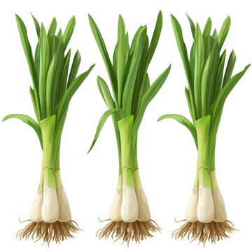 3d Realistic Ramps (Wild leeks) illustration set on white background.