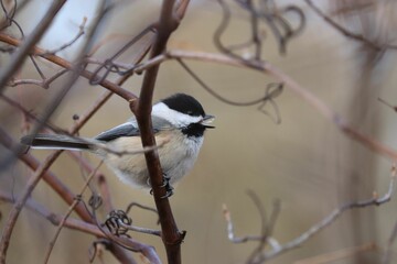 Selective focus shot of Carolina chickadee (Poecile carolinensis) perched on a branch