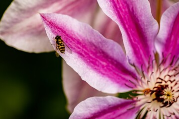 Selective focus shot of a bee on a pink flower