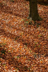 Vertical shot of the fallen leaves in autumn