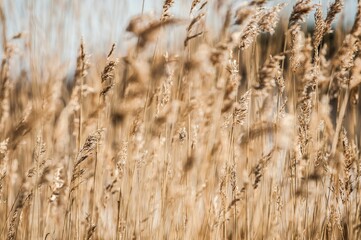 Fototapeta premium Closeup shot of the wheat in a field in autumn