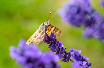 Selective shot of a Painted lady (Vanessa cardui) on lavender on a blurry background