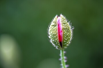 Beautiful closeup of a plant in the garden