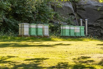 Beautiful view of a row of hives