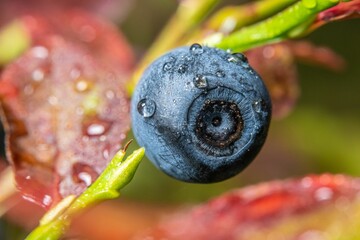 Closeup of a blueberry growing on a green branch covered with waterdrops