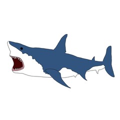 Hand Drawn Shark | Shark Illustration