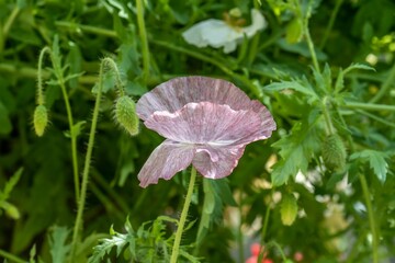 Beautiful view of a pink flower in the garden