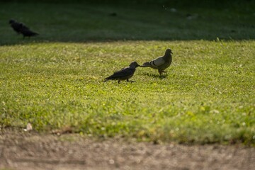 Western jackdaw with a pigeon walking on the green lawn in sunlight.