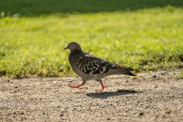 Closeup of a domestic pigeon, Columba livia domestica.