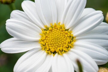 Obraz premium Closeup of Anthemis cretica, the Cretian mat daisy.