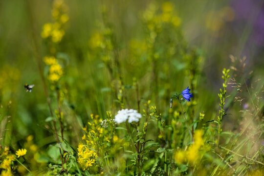 Blue bellflowers in the green meadow. Campanula rhomboidalis.