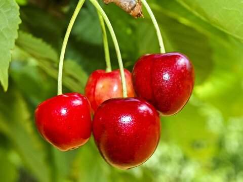 Cherry: small, round fruit with glossy skin, vibrant red color, sweet-tart taste, and a single hard seed inside.