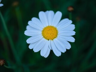 Obraz premium Closeup shot of the chamomile flower in the garden