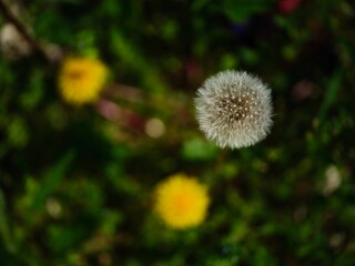 Closeup shot of a white dandelion in the garden
