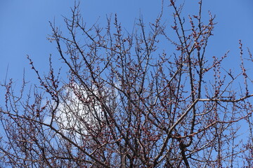 Azure blue sky and branches of common apricot tree with closed flower buds in April