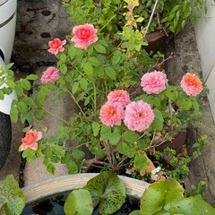Pink rose close-up against the background of green foliage lit by natural sunlight. Beautiful flowering plants in the summer garden.