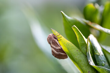 Crimson moth butterfly (Macrothylacia rubi) male. Insect in the family Lasiocampidae
