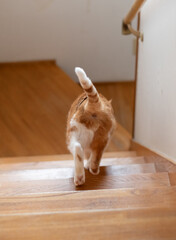 階段を下りる猫の後ろ姿　茶トラ白