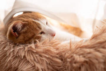 窓辺で眠る猫　茶トラ白 - obrazy, fototapety, plakaty