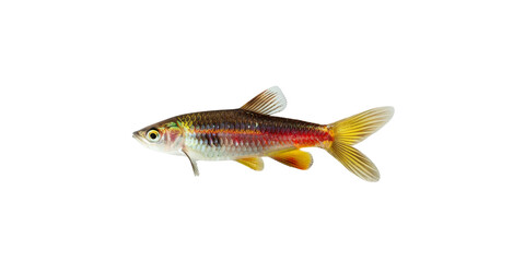  rainbow fish isolated on white background