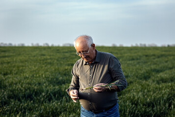 Naklejka na ściany i meble Portrait of senior farmer standing in wheat field holding crop in his hands.