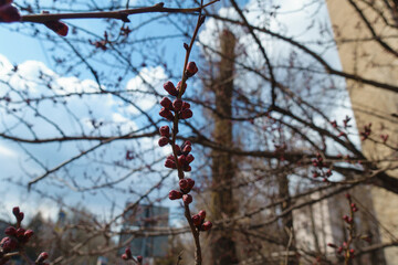 Upright branch of common apricot tree with closed flower buds in April