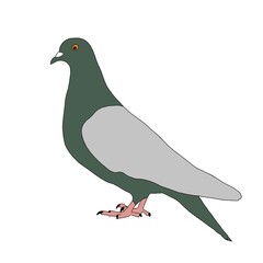 Pigeon Outline | Pigeon Line Art | Pigeon Illustration