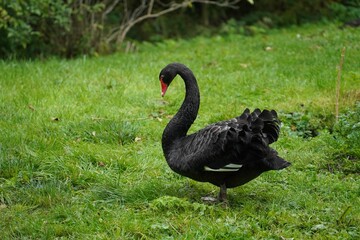 Beautiful black swan (Cygnus atratus) standing on the green grass on the blurred background