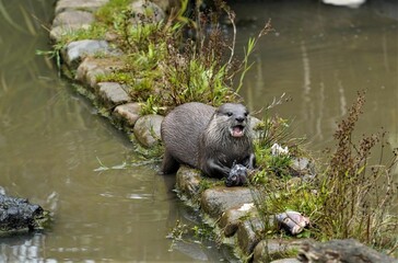 Cute wet otter (Lutrinae) eating fish on the rocks in the water pond in the zoo