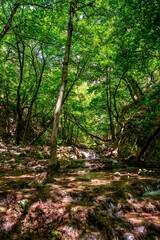 Vertical shot of Aq Su Waterfall in Golestan National Park, Iran