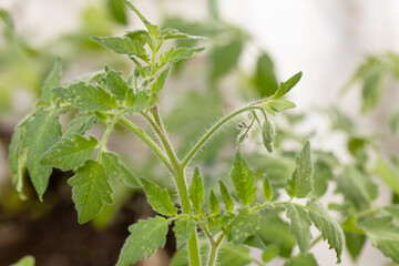 Lush leafy green tomato plants growing in the summer vegetable garden.