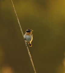Whinchat (Saxicola rubetra) backlit sitting on a reed with bugs in it's beak in summer.